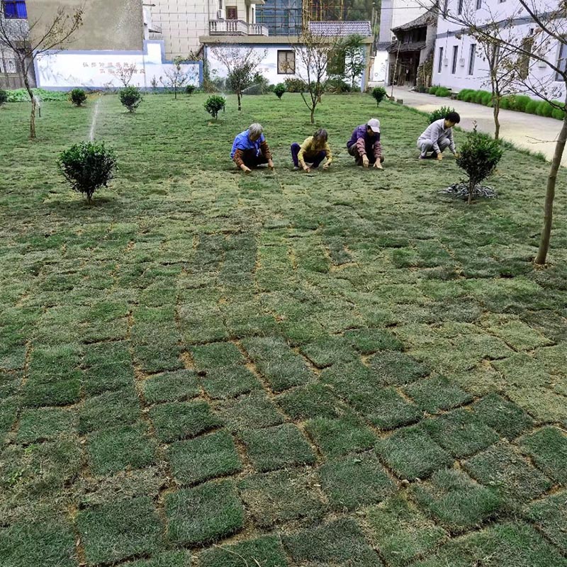 綠化草坪鋪植